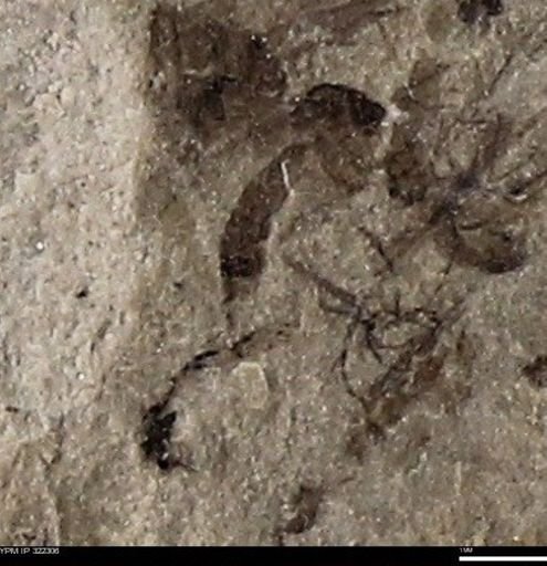 undet. Hymenoptera