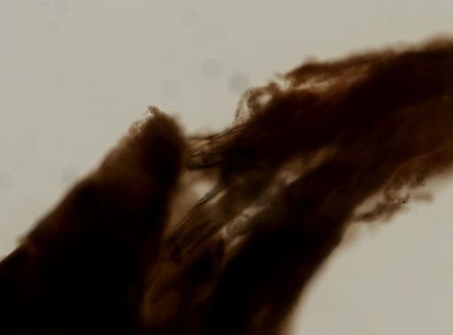 cf. Hymeniacidon