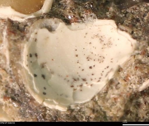 Corbulamella gregaria