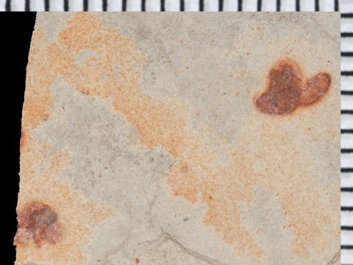 undet. Coleoptera