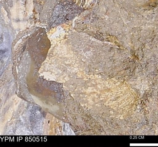 Limopsis striatopunctatus