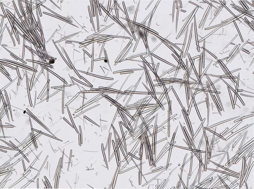 Clathria parthena