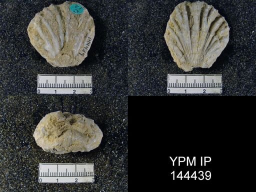 Streptorhynchus (Kiangsiella) pectiniformis