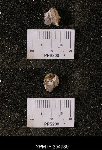 undet. Gastropoda