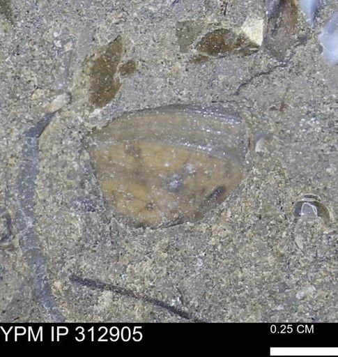 undet. Bivalvia
