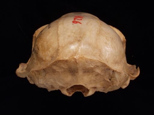 Trachypithecus vetulus