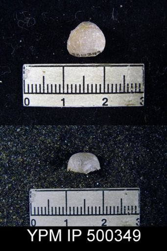 Marginifera manzanica