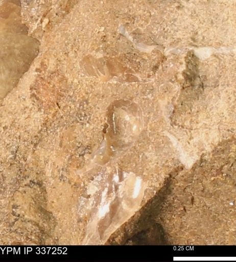 undet. Bivalvia