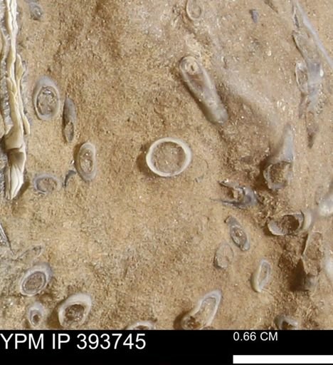 undet. Serpulidae