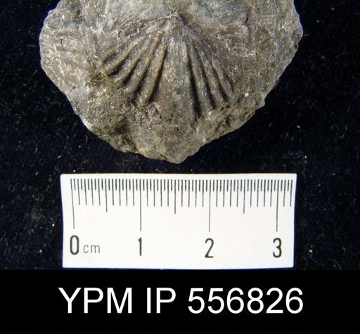 Spirifer cyclopterus