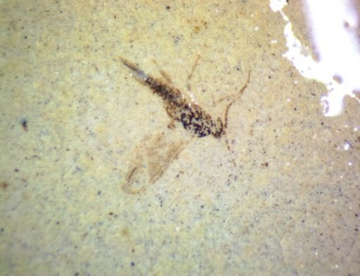 Diptera?
