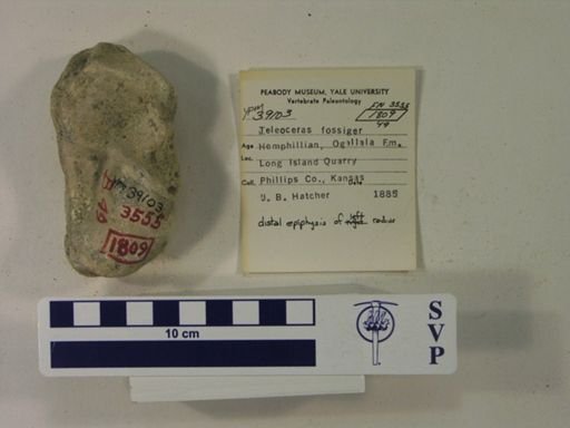 Teleoceras fossiger