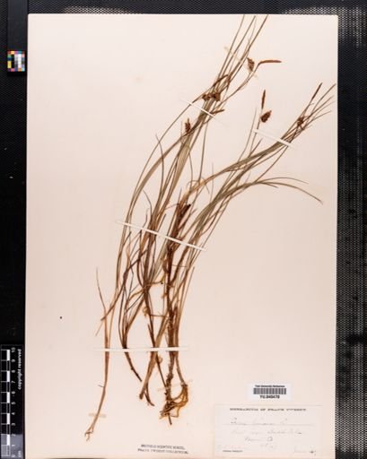 Carex limosa