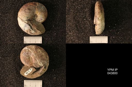 Hoploscaphites nicolletii