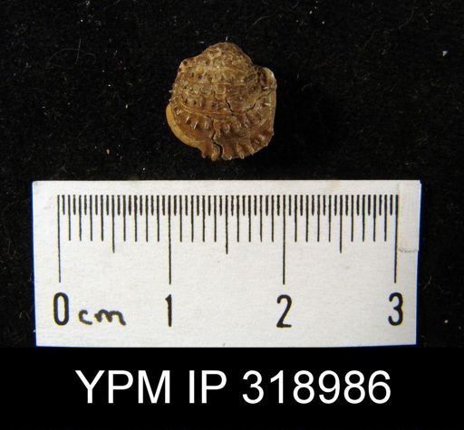 Pustula punctatus