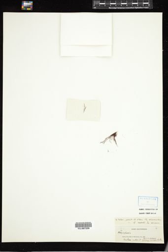 Polysiphonia urceolata