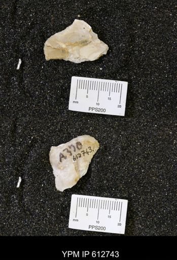 undet. Ostreidae
