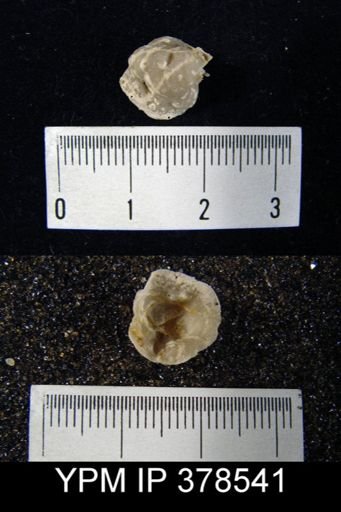 undet. Richthofenioidea