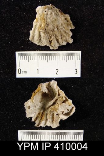 Meekella skenoides