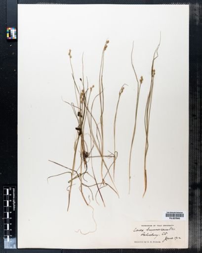 Carex brunnescens