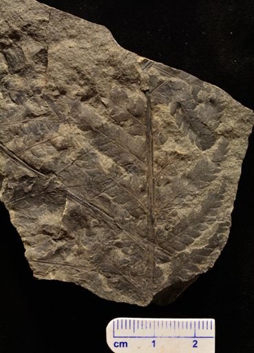 Cladophlebis methowensis