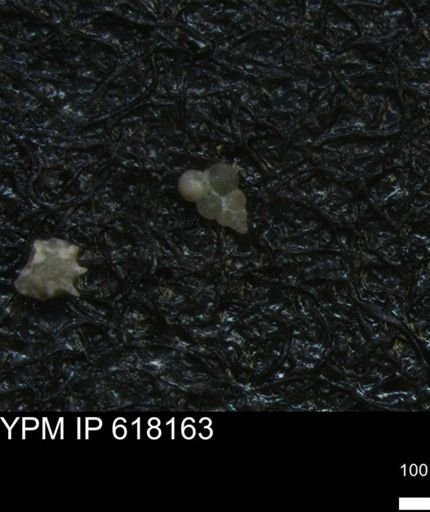 undet. Heterohelicidae