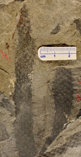 Drepanophycus sp.