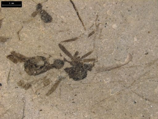Araneae?