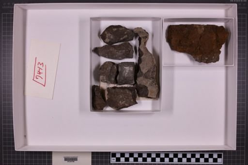 mixed taxa, stratigraphic collection