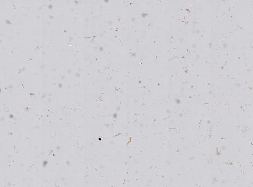 Stromatospongia micronesica