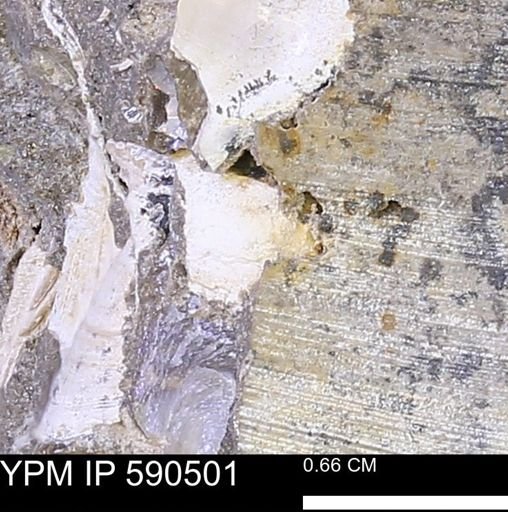 undet. Mollusca