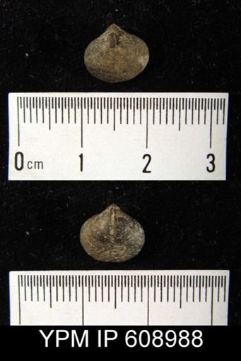 Whitfieldella sp.