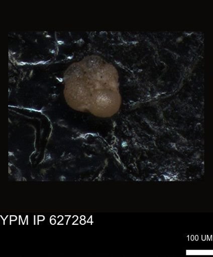 undet. Foraminiferida