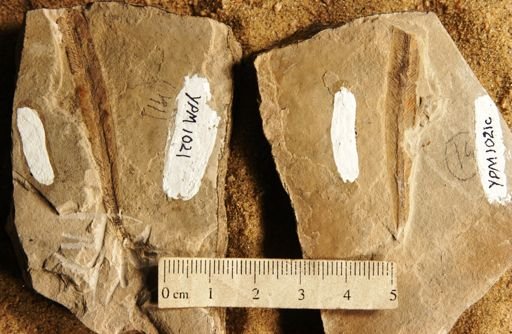 Yabeiella spatulata