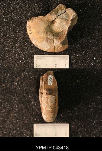 Hoploscaphites nicolletii
