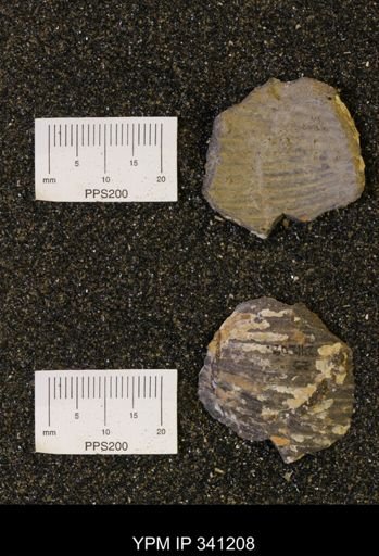 undet. Scaphitidae