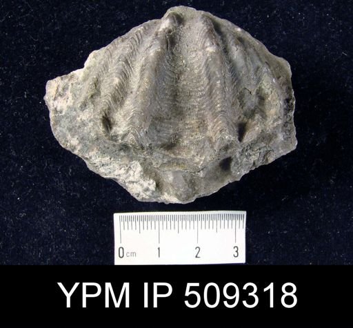 Delthyris undulatus