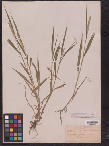Setaria verticillata