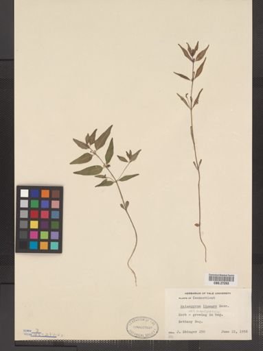 Melampyrum lineare