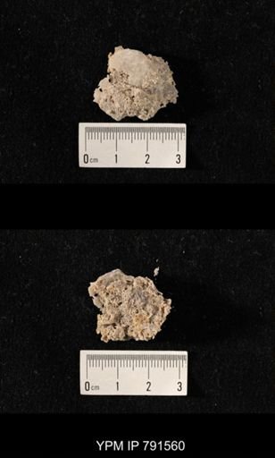 undet. Bryozoa