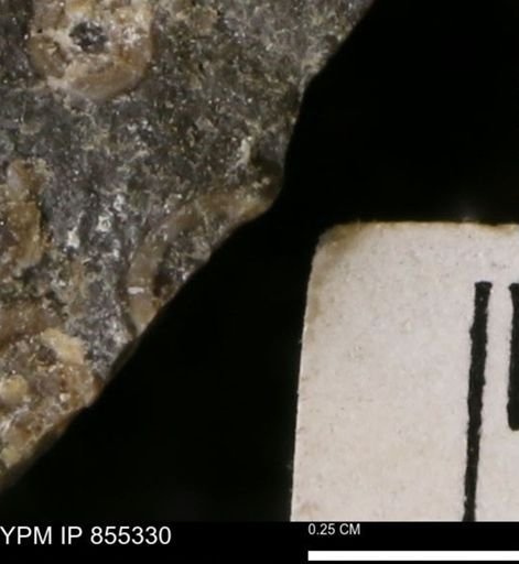 undet. Mollusca