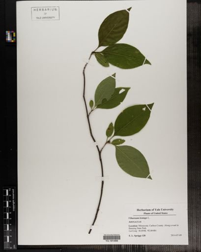 Plantae