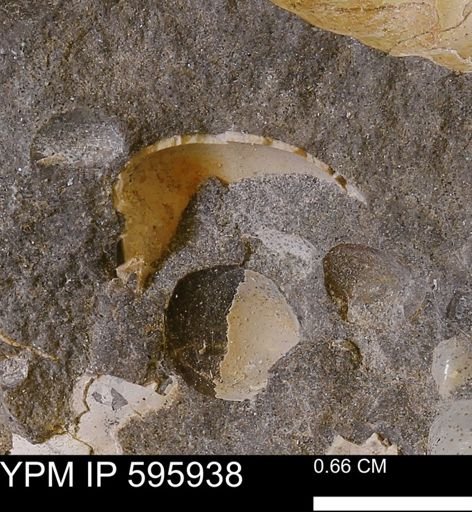 undet. Bivalvia