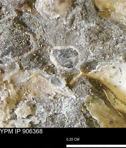 undet. Bivalvia