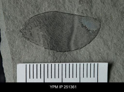 undet. Eurypterida
