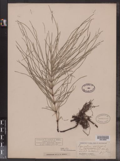 Equisetum arvense