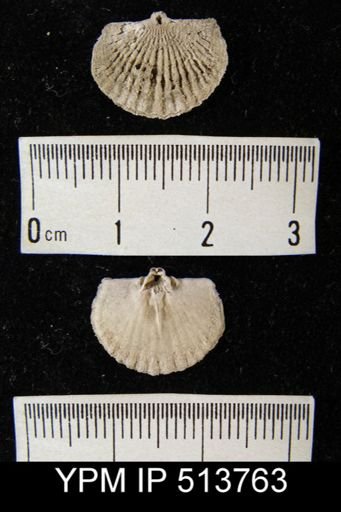 Tropidoleptus sp.