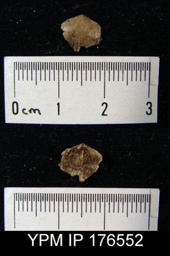 undet. Terebratulida