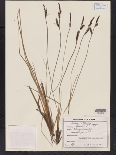 Carex stricta