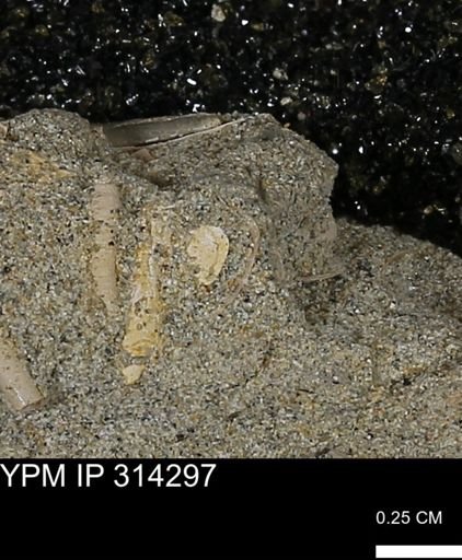 undet. Scaphopoda